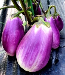 eggplant wild boar